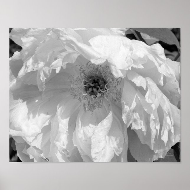Affiche Fleur Peine En Noir Et Blanc (Devant)