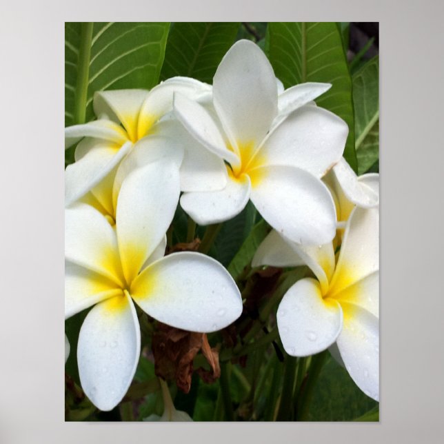 Affiche Fleur Plumeria blanche (Devant)