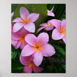 Affiche Fleur Plumeria rose