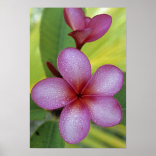 Affiche Fleur, Plumeria sp.), Pacifique Sud, Niue