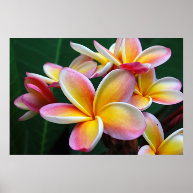 Affiche Fleur Plumeria sur toile ! (Devant)