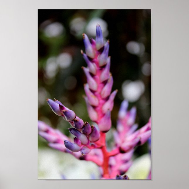 Affiche Fleur pourpre (Devant)