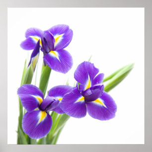 Affiche fleur pourpre d'iris