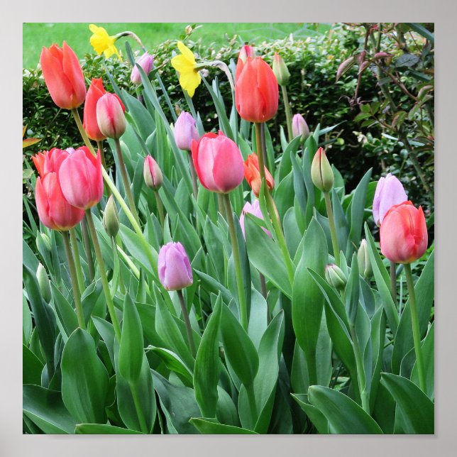 Affiche fleur, printemps, beau, arrière-plan, tulipe, (Devant)