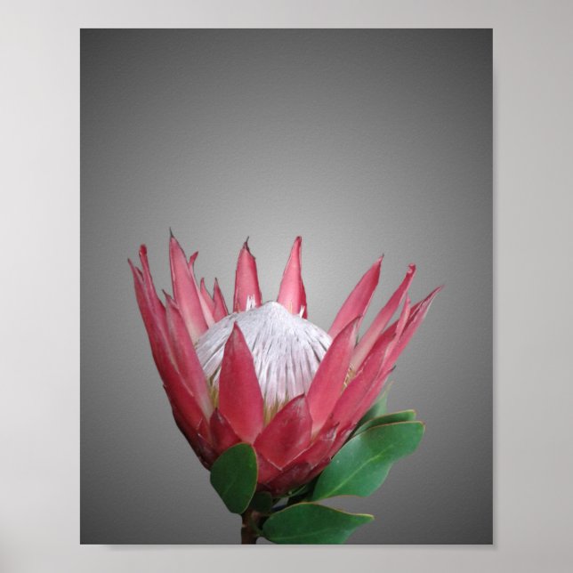 Affiche Fleur Protea (Devant)