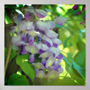 Affiche Fleur Purple Wisteria