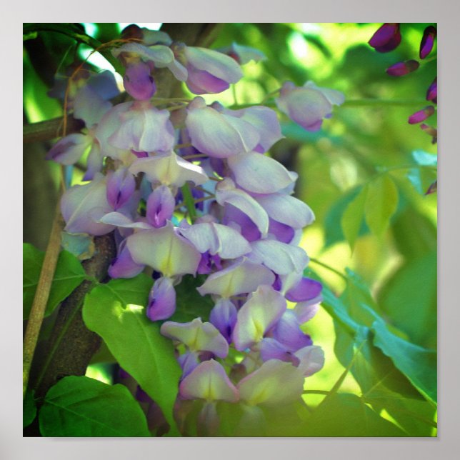 Affiche Fleur Purple Wisteria (Devant)