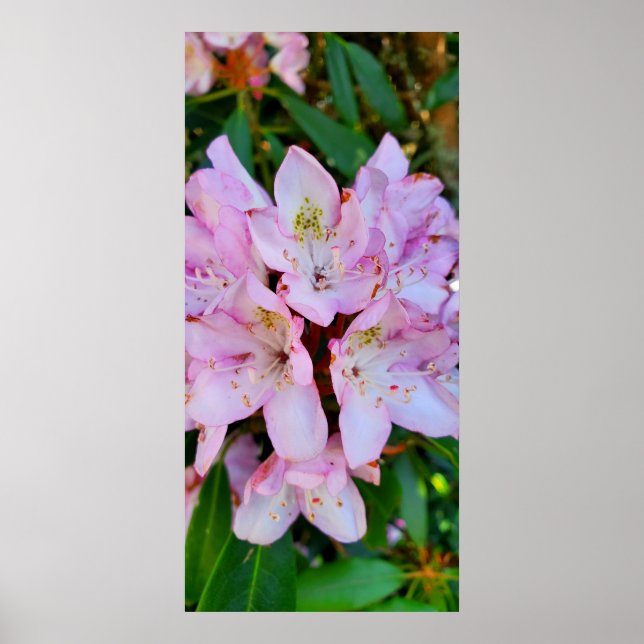 Affiche Fleur Rhododendron rose (Devant)