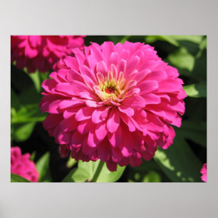 AFFICHE FLEUR ROSE
