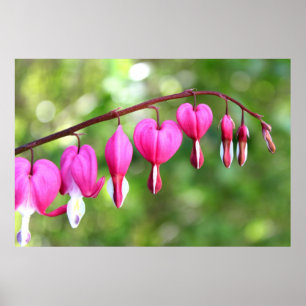 Affiche Fleur rose