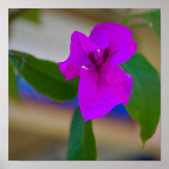 Affiche Fleur rose - #2 (Devant)