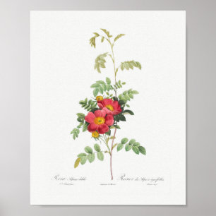 Affiche Fleur Rose alpine Vintage Floral Rose