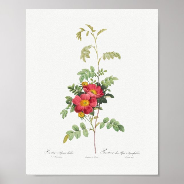 Affiche Fleur Rose alpine Vintage Floral Rose (Devant)