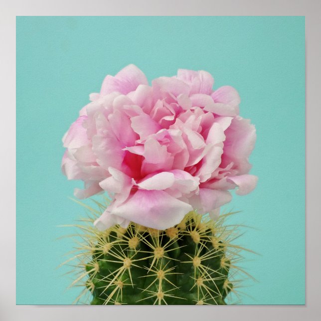 Affiche Fleur rose Au-Dessus de Spiky Cactus (Devant)