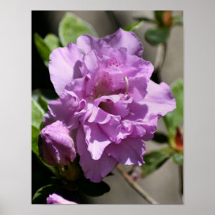 Affiche Fleur rose Azalea