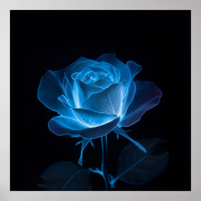 Affiche Fleur Rose bleu bioluminescente sur noir (Devant)