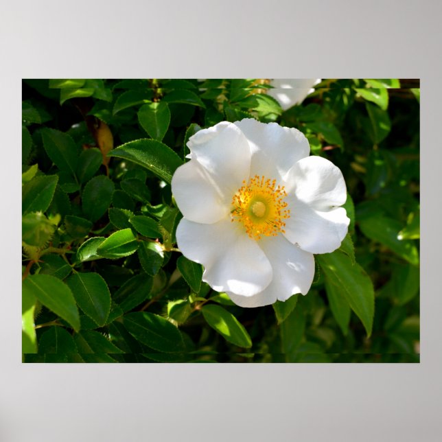 Affiche Fleur Rose Cherokee (Devant)