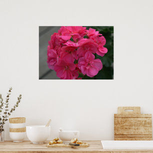 Affiche Fleur rose de géranium