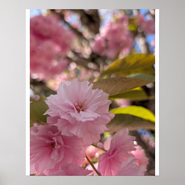 Affiche Fleur rose de Yaezakura (Devant)