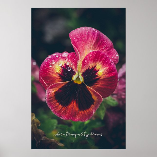 Affiche Fleur rose et rouge en sansas recouverte de goutte (Devant)