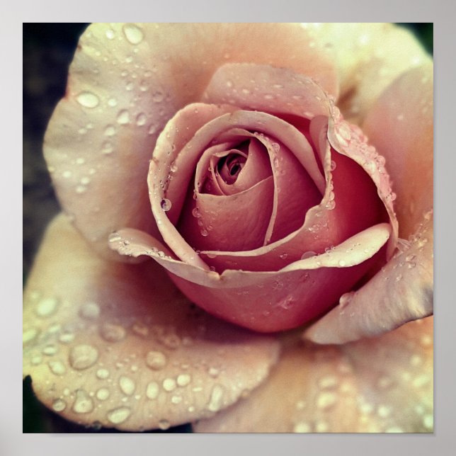 Affiche Fleur Rose Koko Loco (Devant)