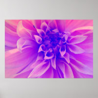 Fleur rose Macro