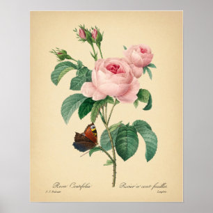 Affiche Fleur rose papillon Rose vintage par Redoute Art