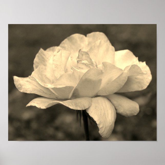 Affiche Fleur Rose paradisiaque À Sepia Tint (Devant)