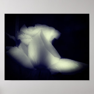 Affiche Fleur Rosebud Noir Et Blanc
