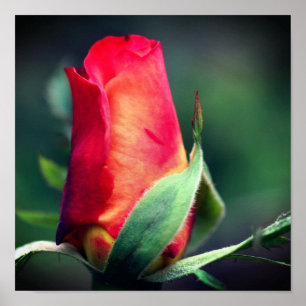 Affiche Fleur Rosebud Rouge Avec Points Forts Jaunes Ferme