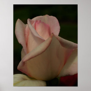 Affiche Fleur Rosebud teintée