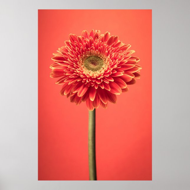 Affiche Fleur rouge Barberton Gerbera Daisy (Devant)