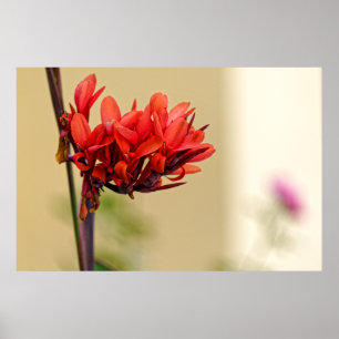 Affiche fleur rouge bizarre
