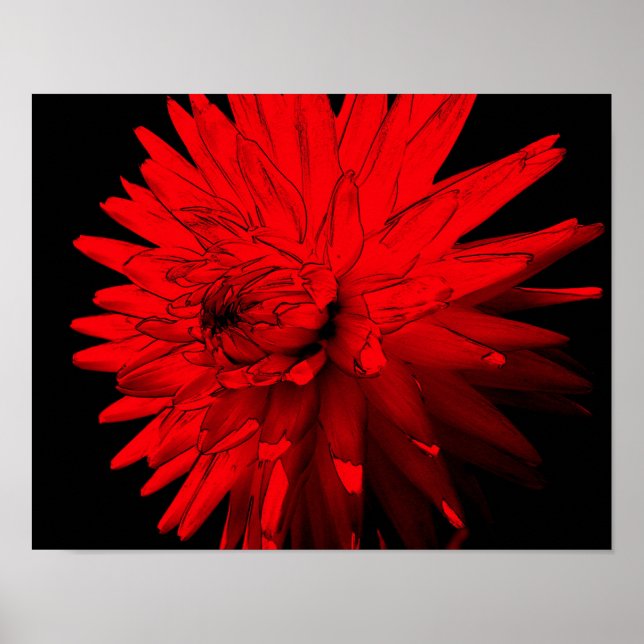 Affiche Fleur rouge Hot Dahlia (Devant)