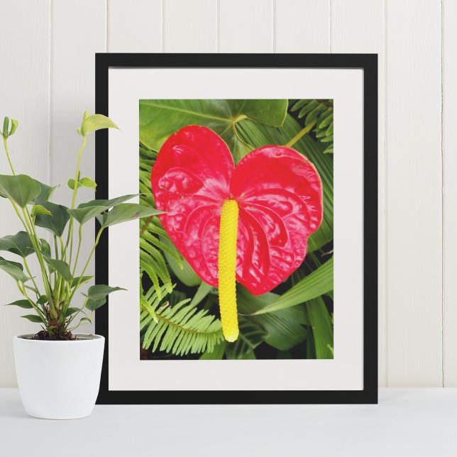 Affiche Fleur Rouge Laceleaf Photographie florale (In Situ Framed)