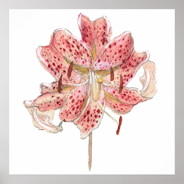 Affiche Fleur rouge vintage dessin de Samuel Colman (Devant)