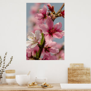 Affiche Fleur Sakura, Fleur japonaise rose