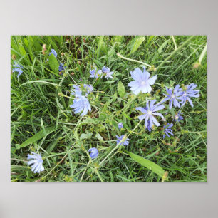 Affiche Fleur sauvage
