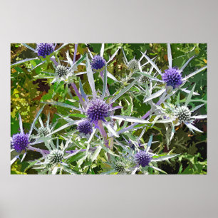 AFFICHE FLEUR SAUVAGE