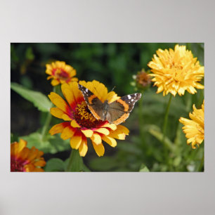 Affiche fleur sauvage 16x24 et papillon couvrants indiens