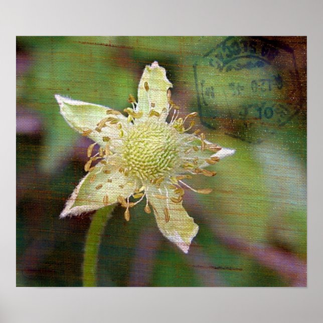 AFFICHE FLEUR SAUVAGE 4 (Devant)