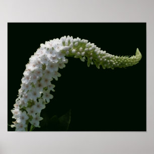 Affiche Fleur sauvage blanche aux pétales ondulés de rêve