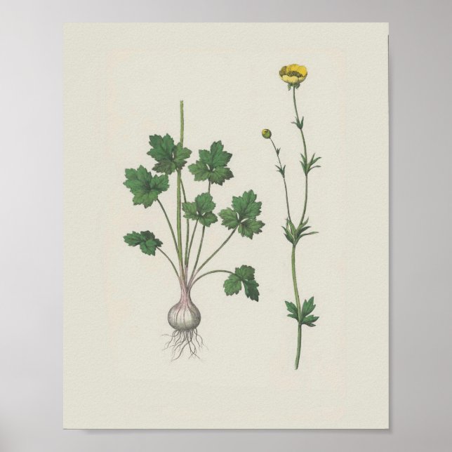 Affiche Fleur sauvage botanique de la coupe-beurre (Devant)