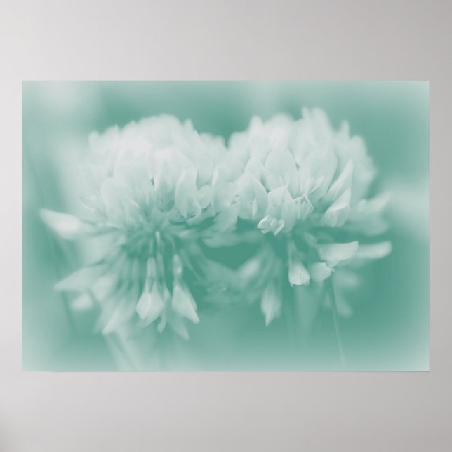 Affiche Fleur sauvage CLover blanc à Aqua (Devant)