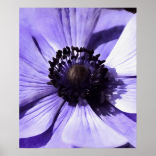 Affiche Fleur sauvage d'anémone bleu Lilac