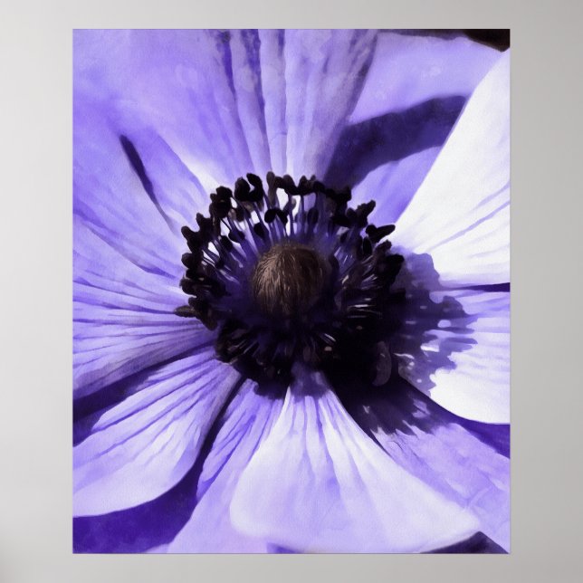 Affiche Fleur sauvage d'anémone bleu Lilac (Devant)
