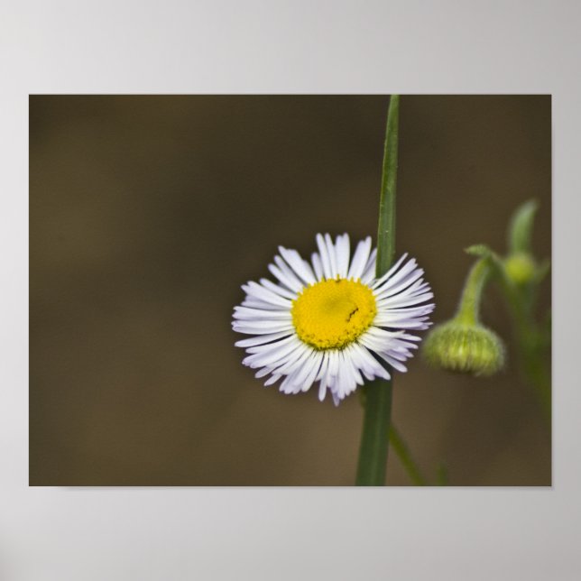 Affiche Fleur sauvage de montagne (Devant)