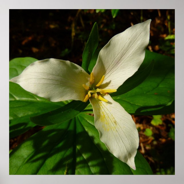 Affiche Fleur sauvage de printemps blanc Trillium Flower (Devant)