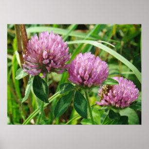Affiche Fleur sauvage de trèfle rose - Trifolium pratense