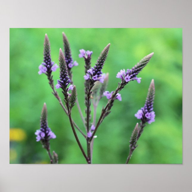 Affiche Fleur sauvage doux violet vervain (Devant)